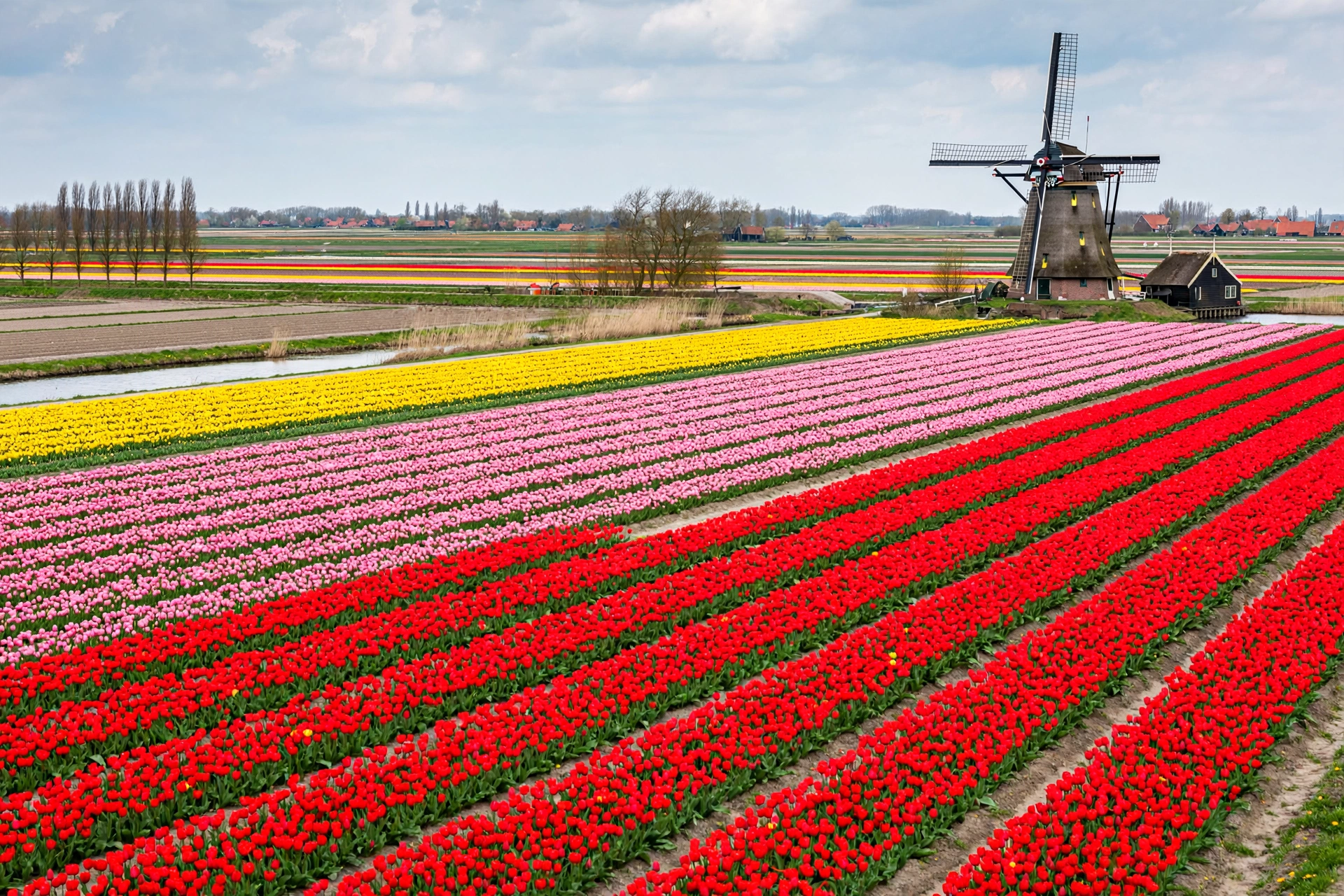 Tulip Garden in Holland